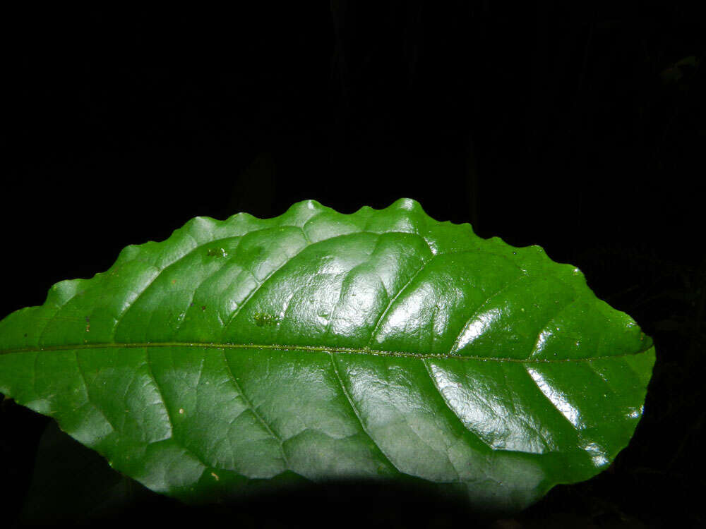 Sivun Terminalia costaricensis (Stace) Gere & Boatwr. kuva