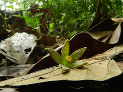 Imagem de Pterygota excelsa (Standl. & L. O. Williams) Kosterm.