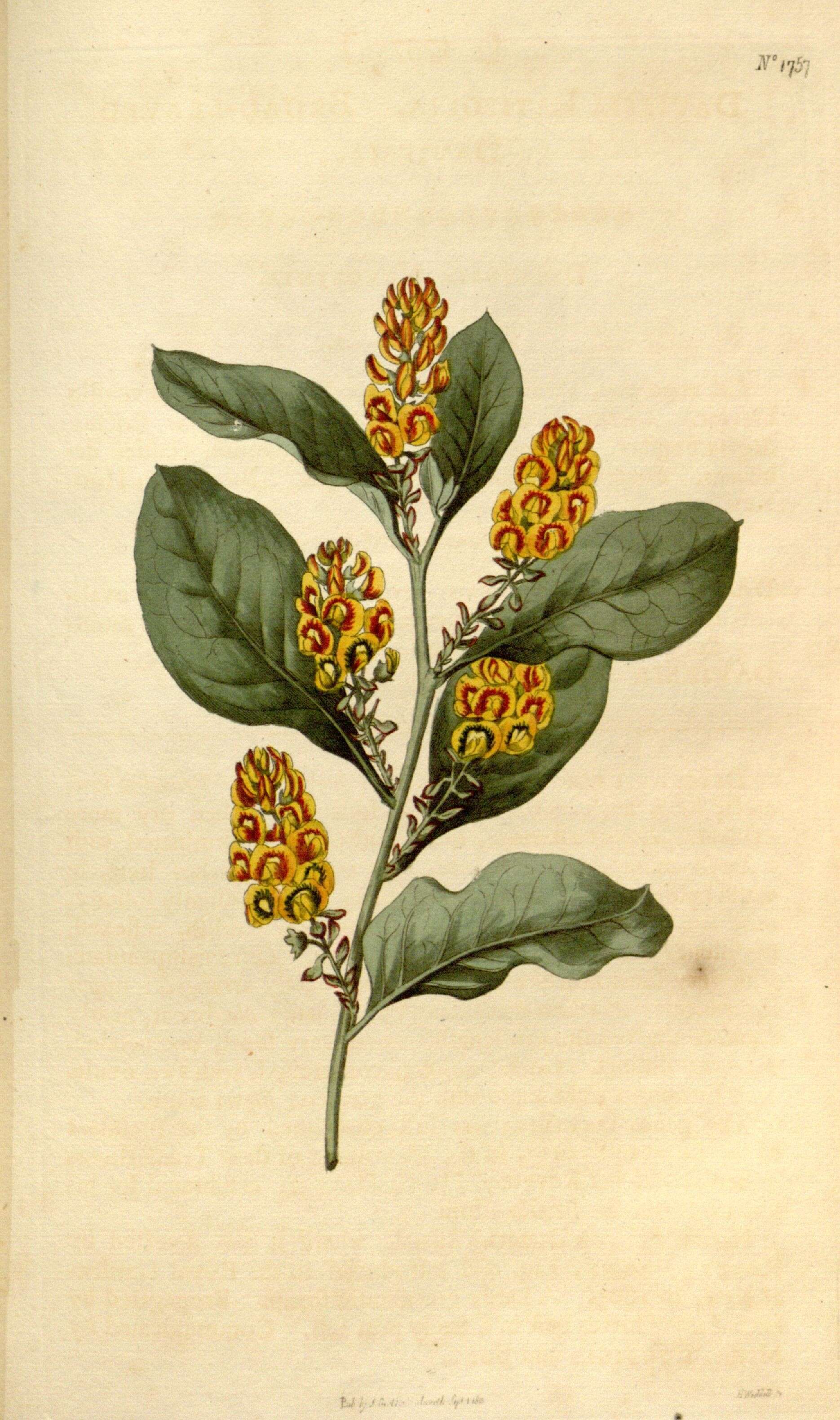 Image of Daviesia latifolia R. Br.