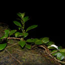 Image of Codonanthe macradenia Donn. Sm.