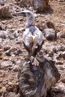 Image of gannets and boobies