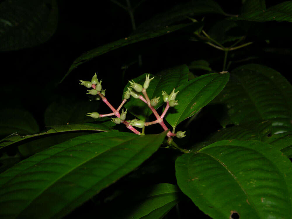 Image of Miconia lateriflora Cogn.