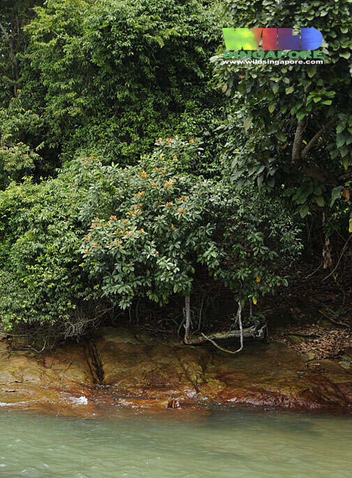 Image of yellow-boxwood