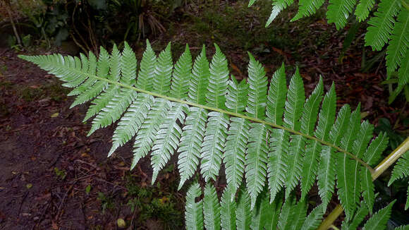 Image of Cyathea microdonta (Desv.) Domin