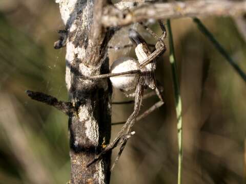 Image of nursery web spiders