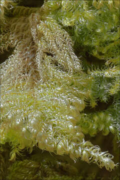 Image of ctenidium moss