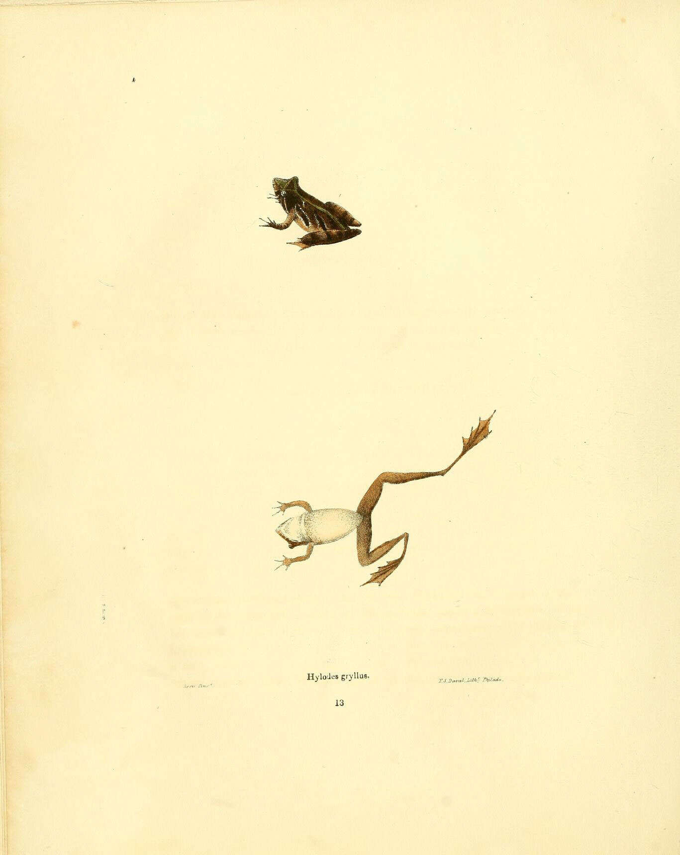Image of Acris Duméril & Bibron 1841
