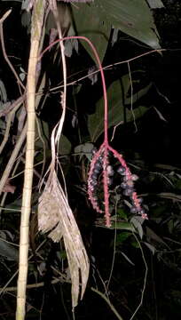 Image de Geonoma pauciflora Mart.