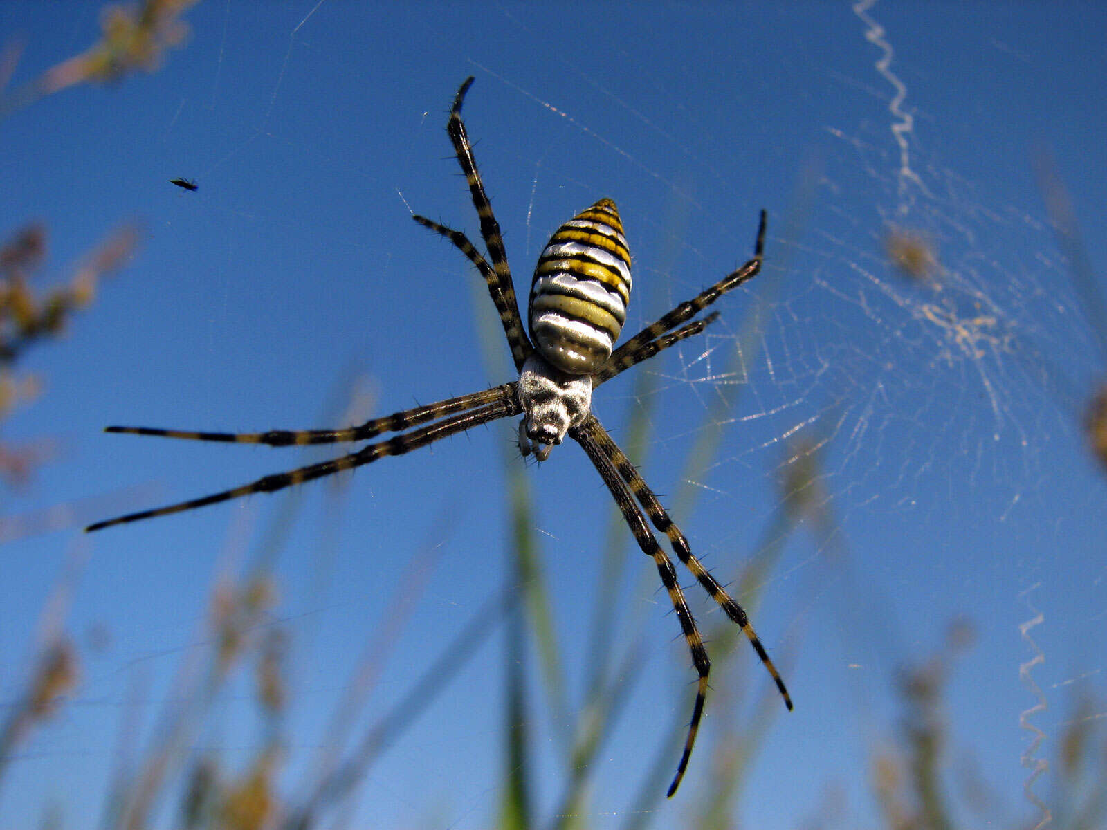 Image of Banded Argiope