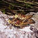 Image of Plains Lubber Grasshopper