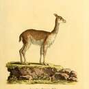 Image of Camelus vicugna