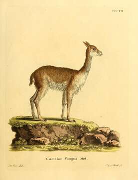 Image of Camelus vicugna