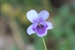 Image of Viola hederacea subsp. hederacea