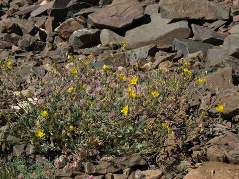 Image of Drummond's cinquefoil