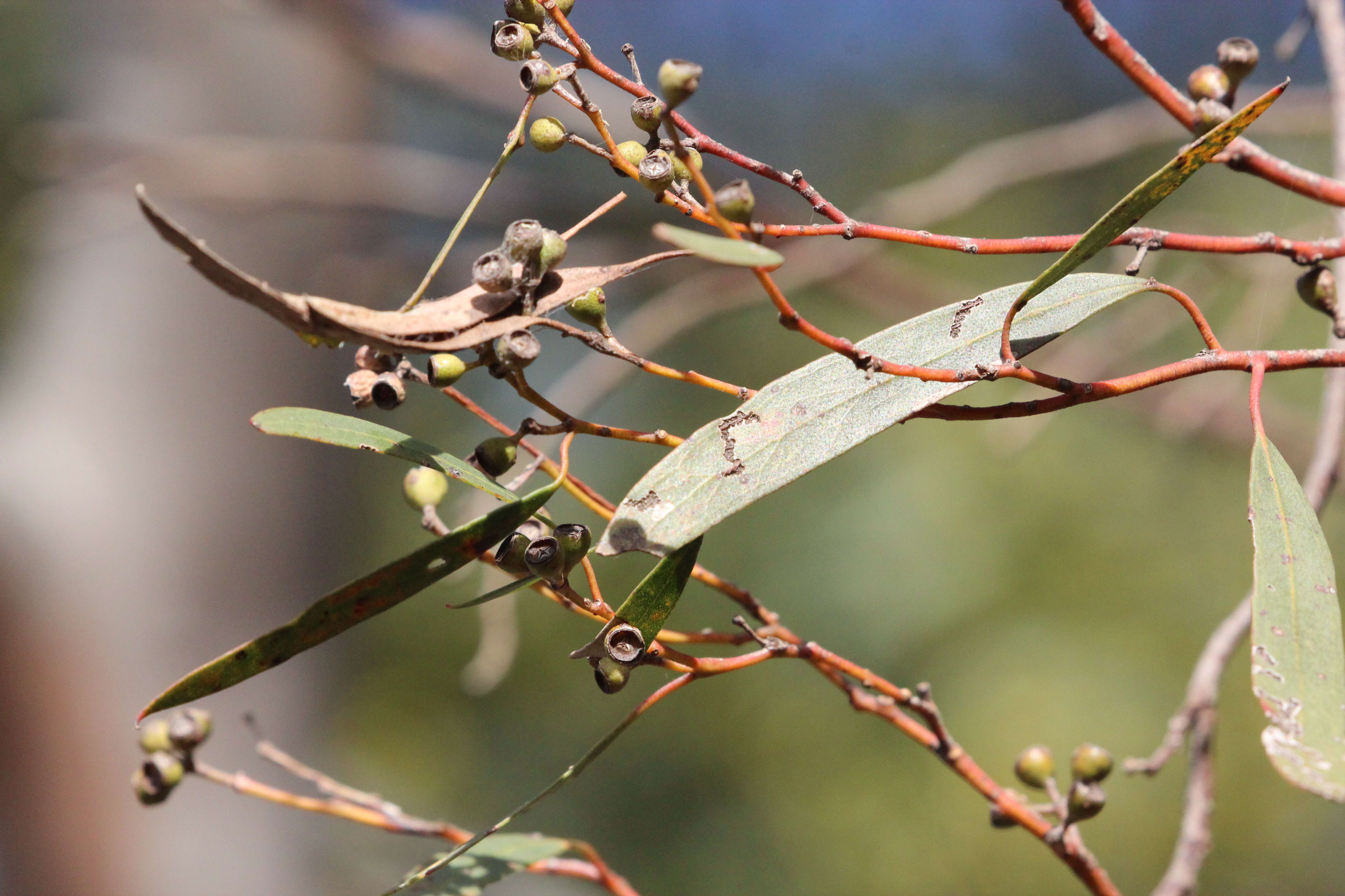 Sivun Eucalyptus gracilis F. Müll. kuva