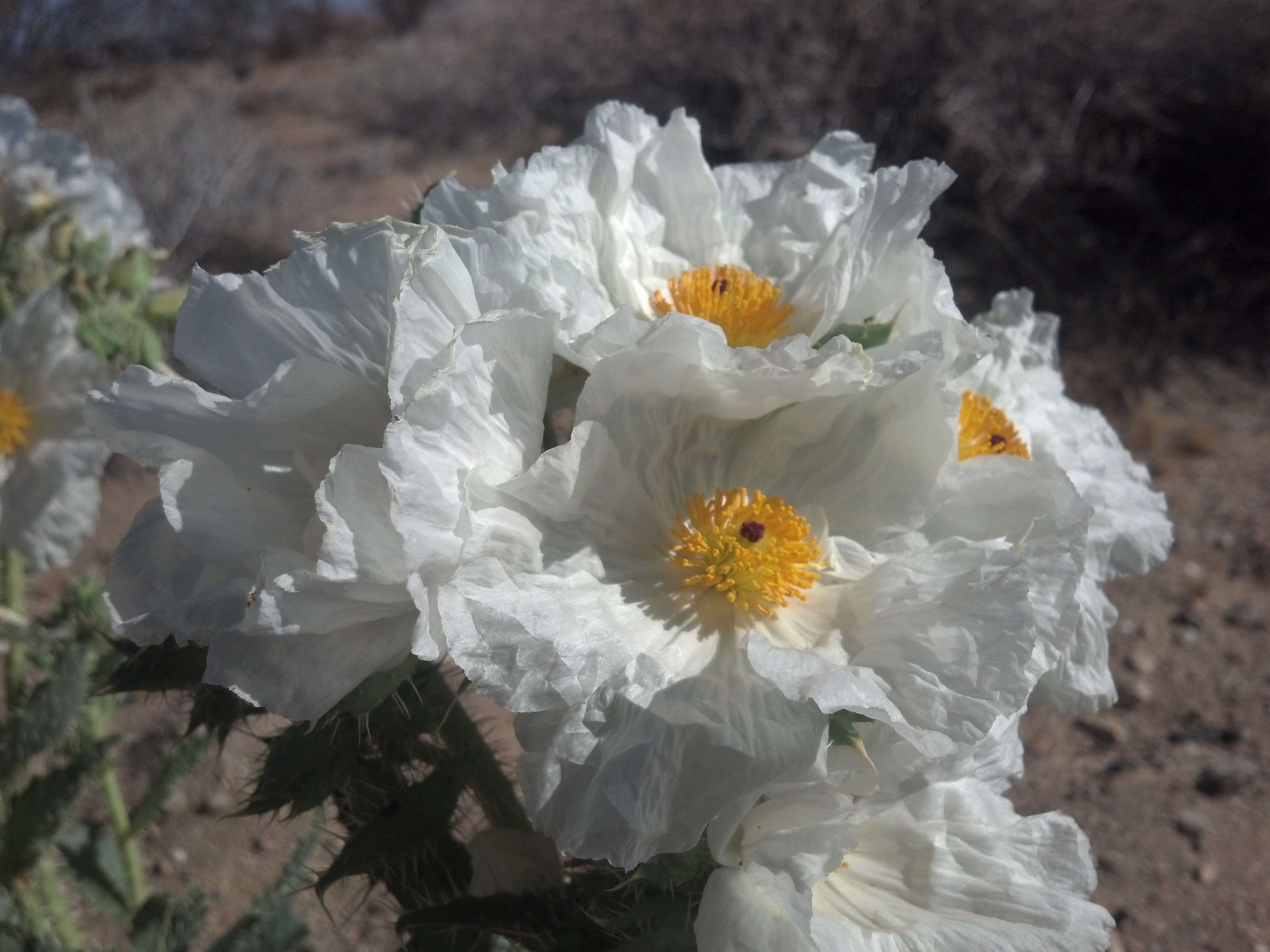 Image of Mojave pricklypoppy