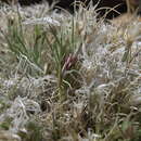 Image of low woollygrass