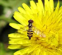 Image of Flower Flies