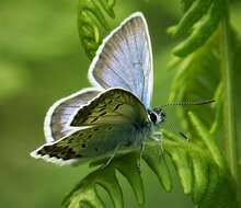 Image of Plebejus