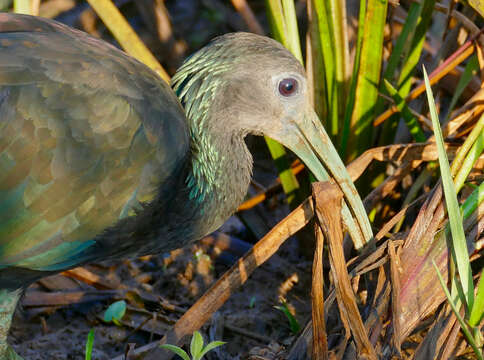 Image of Mesembrinibis Peters & JL 1930