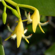 Image of mangrove