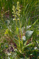 Image of Pseudorchis albida subsp. tricuspis (Beck) E. Klein