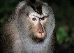 Image of Northern Pig-tailed Macaque