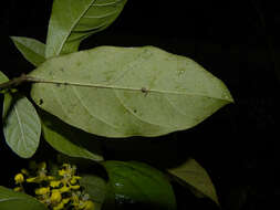 Image de Hiraea reclinata Jacq.