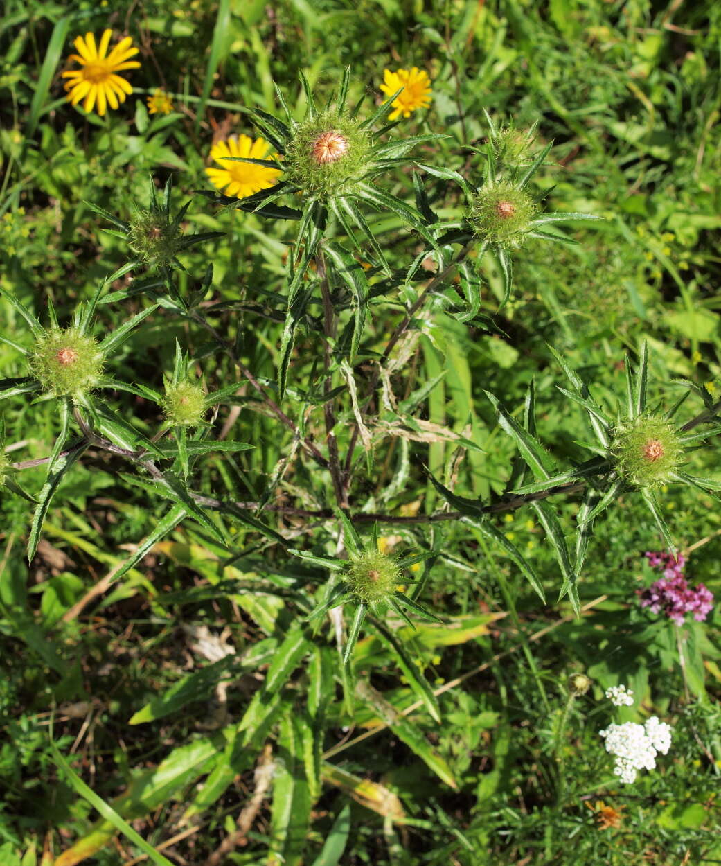 Image of carline thistle