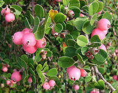 Malacomeles denticulata (Kunth) G. N. Jones的圖片