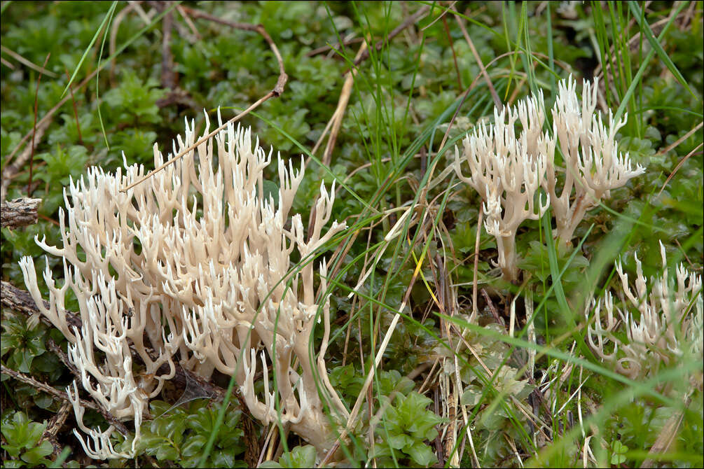 Image de Gomphaceae