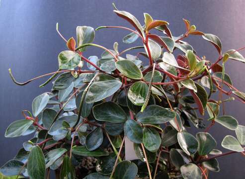 Image of Single-Spike Peperomia