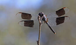 Слика од Erythrodiplax umbrata (Linnaeus 1758)