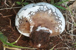 Image of Calvatia lilacina (Mont. & Berk.) Henn. 1904