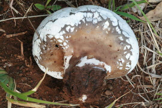 Image de Calvatia lilacina (Mont. & Berk.) Henn. 1904