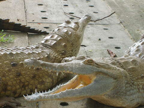 Image of Crocodylus