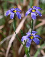 Image of Blue-eyed grass