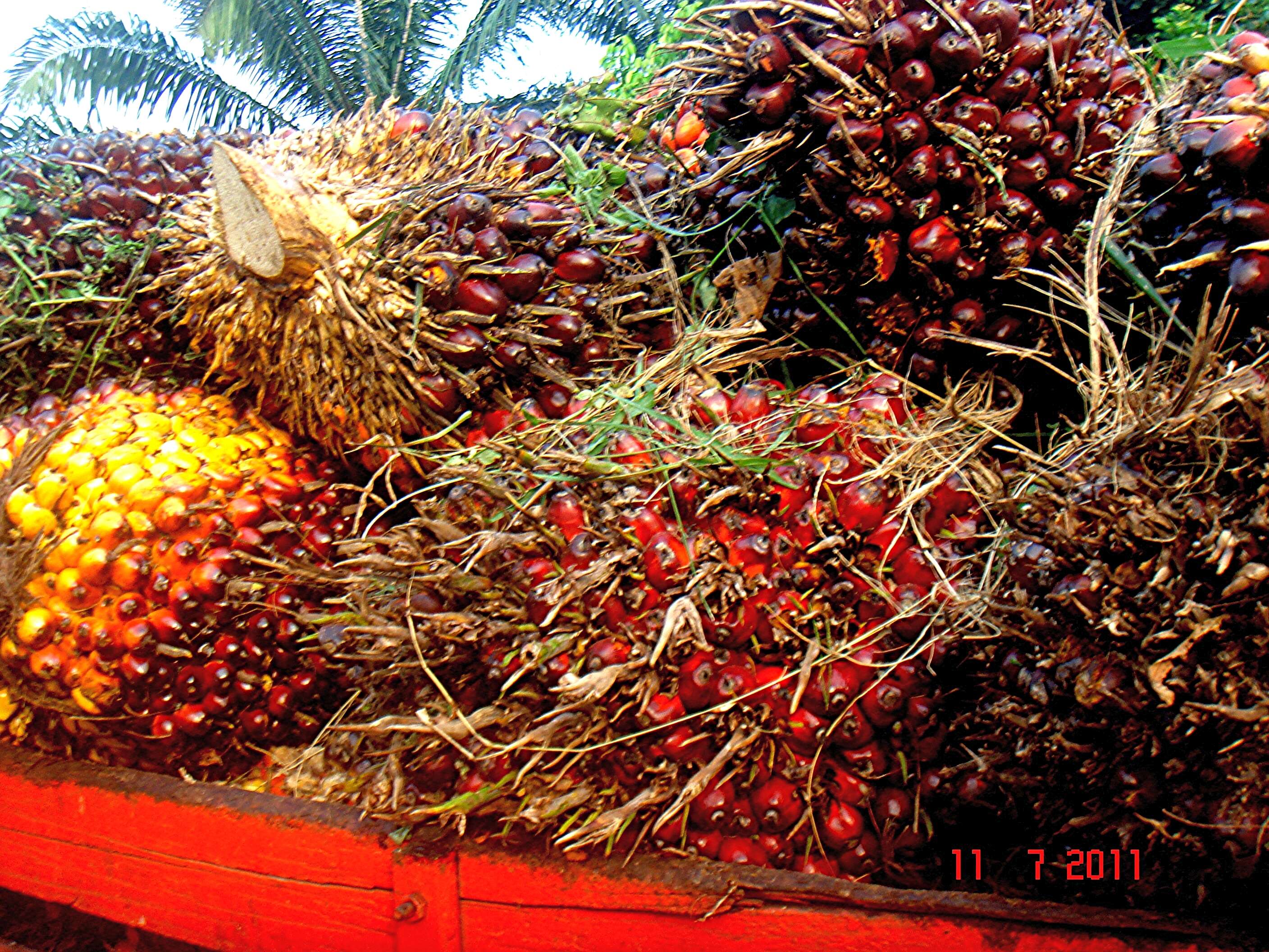 Image of oil palm