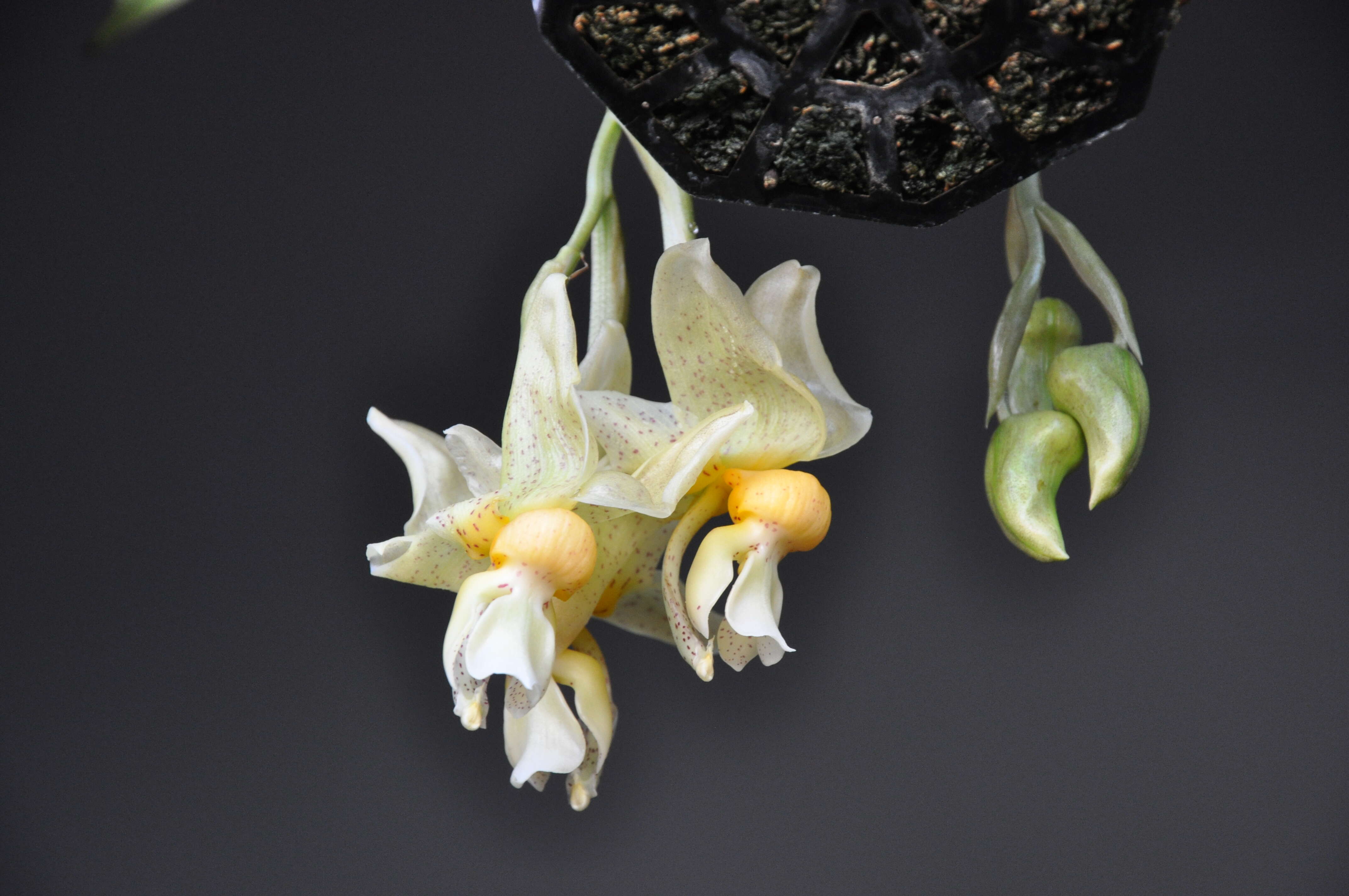 Image of Stanhopea orchid