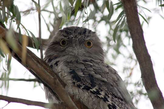 Image of Tawny Frogmouth