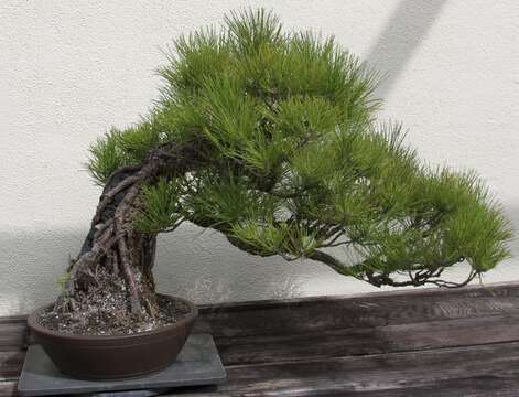 Image of Japanese Black Pine