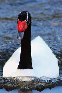 Image of Black-necked Swan