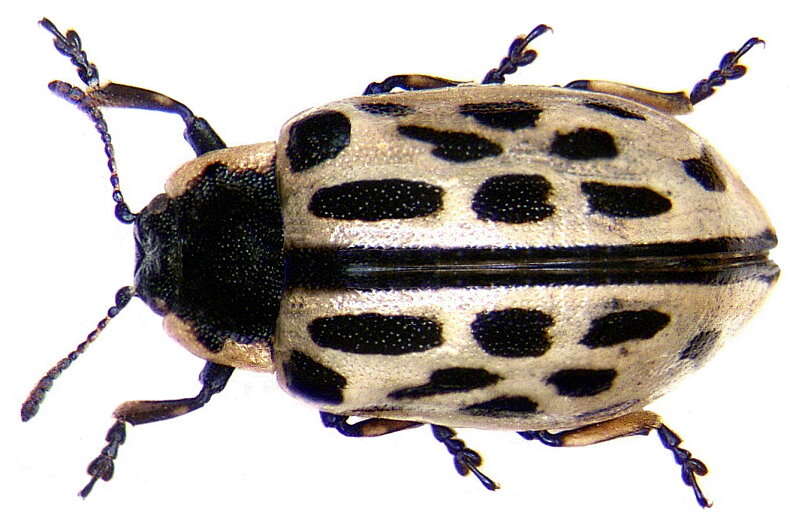 Image of Chrysomela vigintipunctata