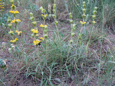 Image of Phlomis lychnitis L.