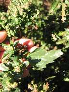 Image of Nettle-Leaf Goosefoot