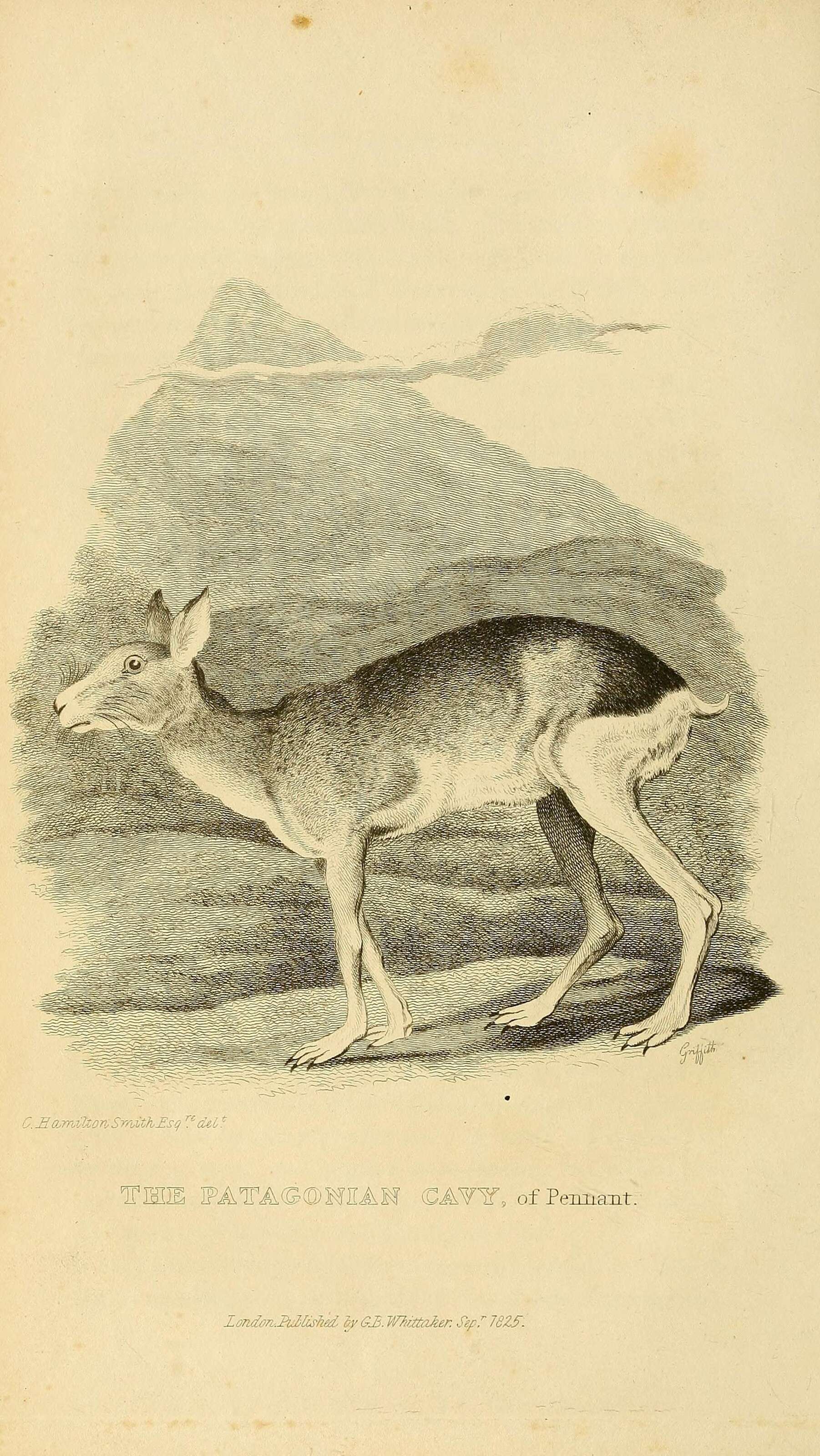 Dolichotinae Pocock 1922的圖片