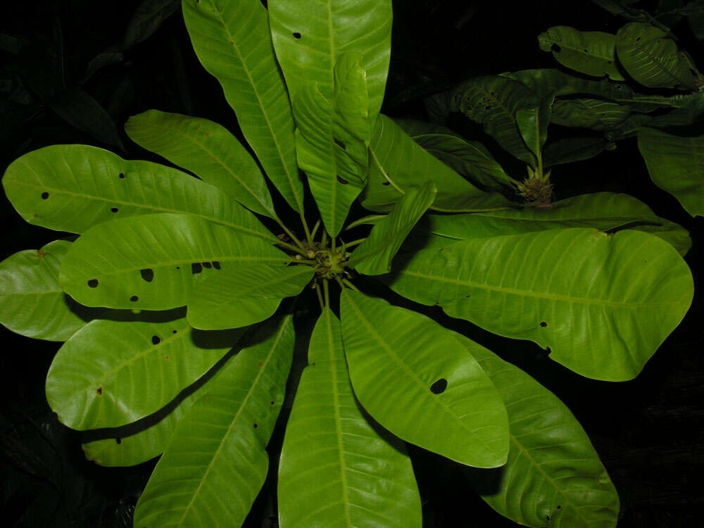 Chromolucuma rubriflora Ducke resmi