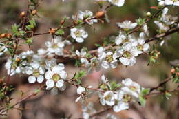 Sivun Leptospermum myrsinoides Schltdl. kuva