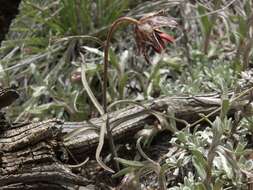 Image of fritillaries