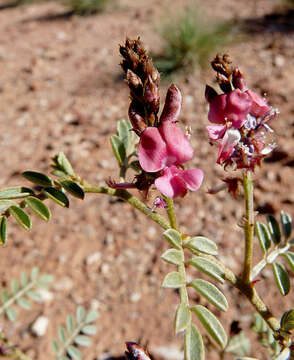 Image de Indigofera basedowii E. Pritz.